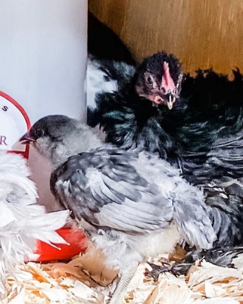 What to Do When a Baby Chick Gets Pasty Butt