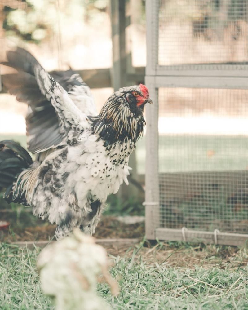 FROM THE HEART | MARCH 19, 2020 LIFE LESSONS I HAVE LEARNED FROM RAISING CHICKENS